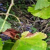 Plants: image 76 Of 208 Thumb